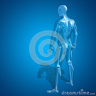Concept or conceptual 3D human man skeleton anatomy Stock Photo