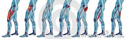 Concept or conceptual 3D human upper leg anatomy or anatomical and muscle set Stock Photo