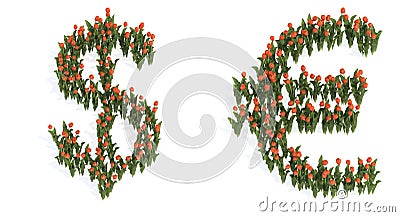 Set of beautiful blooming tulip bouquets forming the euro and dollar signs. Cartoon Illustration