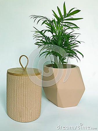 Concept of courting domesticated plant. Stock Photo
