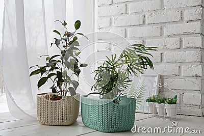 Concept of courting domesticated plants Stock Photo