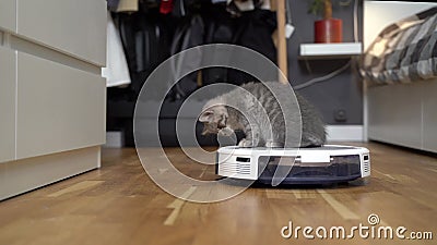 Concept de technologie intelligente pour les animaux domestiques. robot aspirateur et jouer gris tabby scottish droite chaton à clips vidéos Concept de technologie intelligente pour les animaux domestiques. robot aspirateur et jouer gris tabby scottish droite chaton à clips vidéos