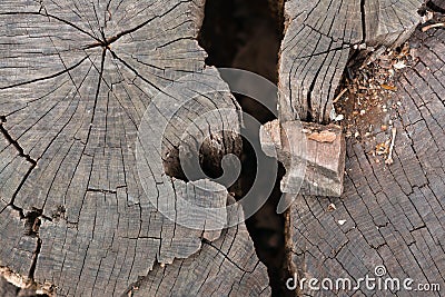 The concept of destruction and collapse. Deep crack in the cut of a tree Stock Photo
