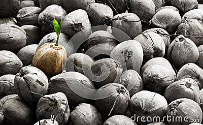 Concept Differentiate from others young plant Stock Photo