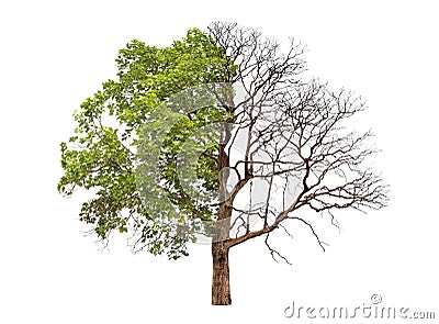 Concept of doubleness. Dead tree Stock Photo