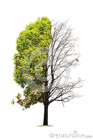Concept of doubleness. Dead tree on one side and living tree on the different side. Stock Photo