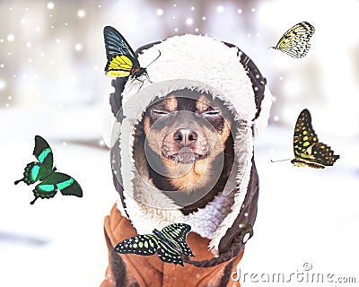 Concept Dreams Come True, miracle, a dog with eyes closed sits in a winter forest and dreams of summer, butterflies fly Stock Photo