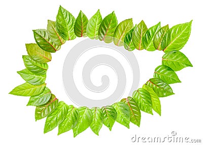 concept ecology of frame of fresh green leaves is isolated on white background Stock Photo