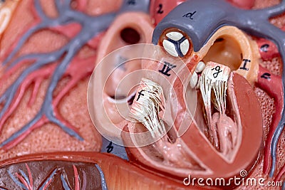 Concept of Education anatomy and physiology of heart. Stock Photo