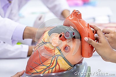 Concept of Education anatomy and physiology of heart. Stock Photo