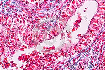 Concept of Education anatomy and physiology of mammary gland is an exocrine gland in mammals under the microscopic . Stock Photo