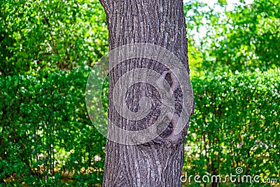 The concept of an ex-girlfriend with a lack of temperament. A tree with two hollows of different sizes. Stock Photo