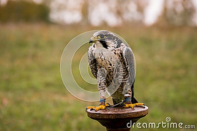 The concept of falconry. Beautiful Falcon on a perch Stock Photo