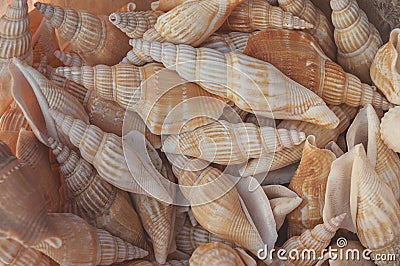 Concept group of sea shells. Seashells background. Top view close up of mollusk.Texture of shells top view. Stock Photo