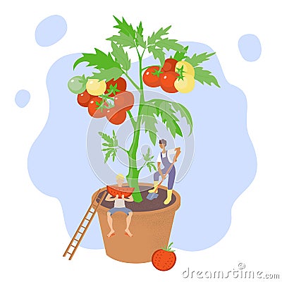 The concept of growing vegetables at home. Tomatoes grow in a flower pot. Farmer digs up the ground. The guy is eating a piece of Cartoon Illustration