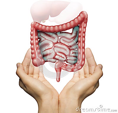The concept of a healthy bowel. Stock Photo