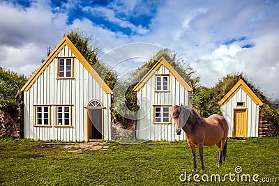 Icelandic horse grazes Stock Photo