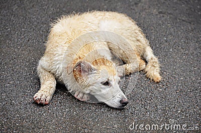 The concept of homeless animals, the shelter or veterinary clinic - an abandoned sick dog, like a Labrador lying on the street Stock Photo