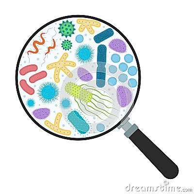 Gut microflora, bacterias under zoom tool Vector Illustration