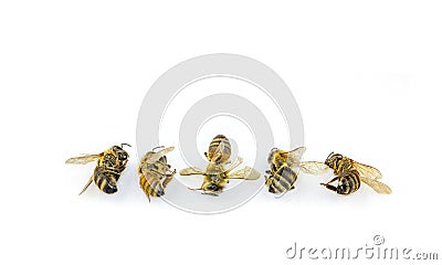 Line of dead bees, decline in Bees due to habitat destruction, pollution and pesticide use Stock Photo