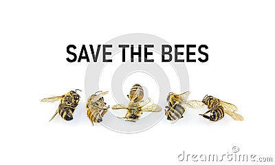 Save the Bees, decline in Bees due to habitat destruction, pollution and pesticide use, a line of five dead bees Stock Photo