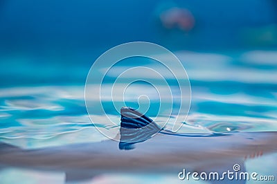 Great white shark plastic toy on the surface of a swimming pool Stock Photo