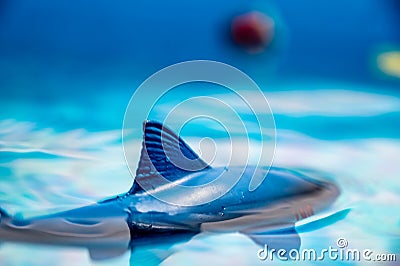 Great white shark plastic toy on the surface of a swimming pool Stock Photo