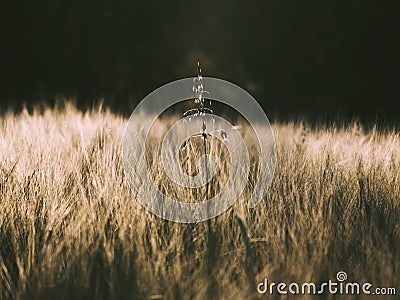 Concept of individuality, diversity and being unique. Oat in the barley field. Stock Photo