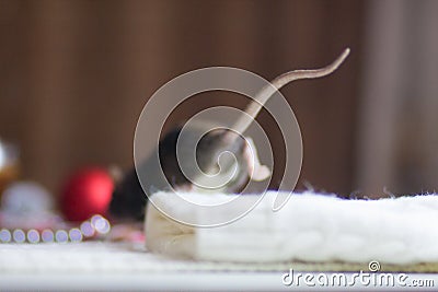 The concept of a kitchen thief. Mouse thief. Gray rats Stock Photo