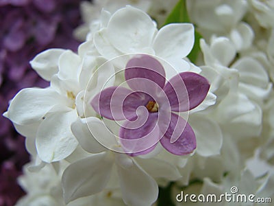 Concept of leader,or differentiation.Purple lilac flowers as a background Stock Photo