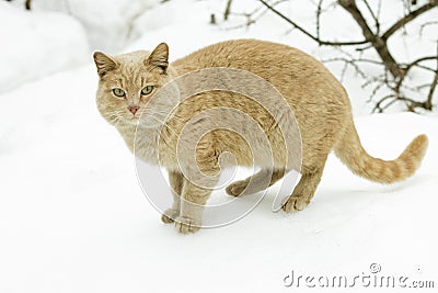 Concept of march - cat's mating season Stock Photo