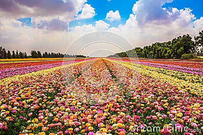 The concept of modern industrial floriculture Stock Photo