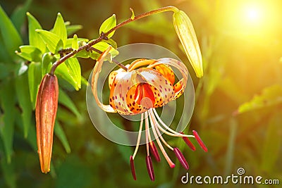 The concept of mourning. Orange lily flowers on a sunrise background. We remember, we mourn. Selective focus, close-up, side view Stock Photo
