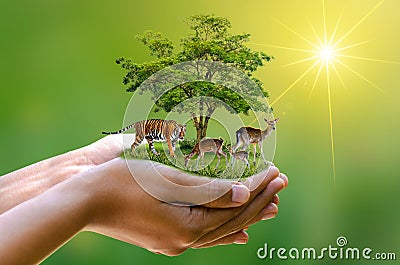 Concept Nature reserve conserve Wildlife reserve tiger Deer Global warming Food Loaf Ecology Human hands protecting the wild and w Stock Photo