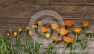 The concept of the origin of life,prosperity and decay.calendula on wooden background Stock Photo