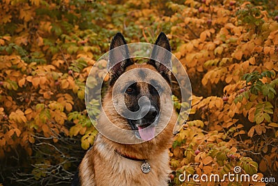 Dog smiles in fall . Concept of pets in autumn outside no people. Portrait of German Shepherd black and red color on Stock Photo