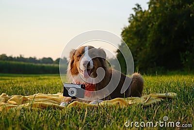 Concept pets look like people. Dog professional photographer with vintage film photo camera. Brown Australian Shepherd Stock Photo