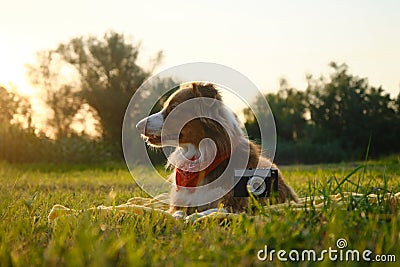 Concept pets look like people. Dog professional photographer with vintage film photo camera. Brown Australian Shepherd Stock Photo