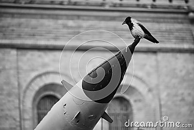 Concept photo of a crow sitting on the end of a military missile. A symbol of anxiety, war, peace. Anxious feelings about the fate Stock Photo