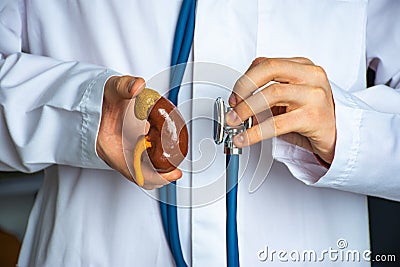 Concept photo of diagnosis in nephrology and urology. Doctor hold in one hand model of human kidney, in other stethoscope and cond Stock Photo