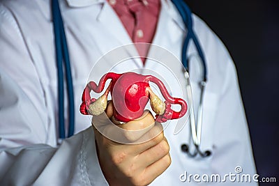 Concept photo of study or diagnosis in gynecology and obstetrics . Doctor in white holds in his hand model of human uterus, showin Stock Photo