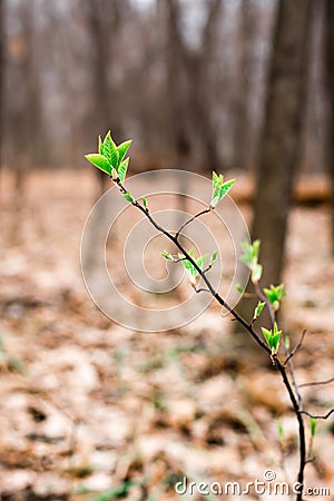 The concept of rebirth and thirst for life. Lonely branch with blossoming leaves on the background of a lifeless forest. Stock Photo