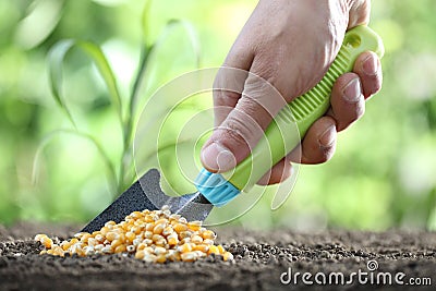 Concept of seeding, hand with tool, corn seeds in soil, close up Stock Photo