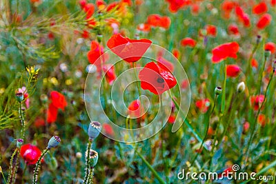 Concept spring flowers. Beautiful red poppies blossoming close up Stock Photo