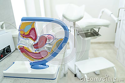 Concept for study of anatomy of uterus and appendages, illustration of female reproductive system Cartoon Illustration