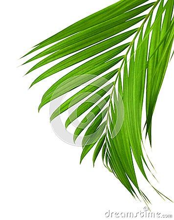 Concept summer with green palm leaf from tropical . frond floral. Flora, forest. Stock Photo