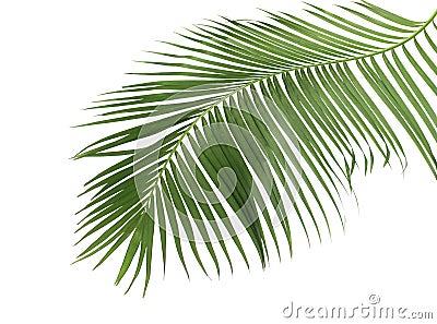 Concept summer with green palm leaf from tropical . frond floral Stock Photo