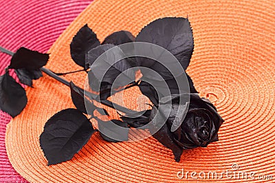 Concept, symbol of sorrow, melancholy and sad mood. Depression and love. Black Rose. Stock Photo