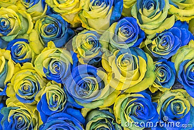 concept ukrainian blue and yellow roses top view. Fancy yellow and blue roses. Fantastic flowers. Blue and yellow flowers of roses Stock Photo