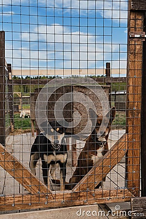 The concept of unnecessary abandoned animals. Kennel of northern sled dogs Alaskan husky in summer. Two mongrels in aviary behind Stock Photo